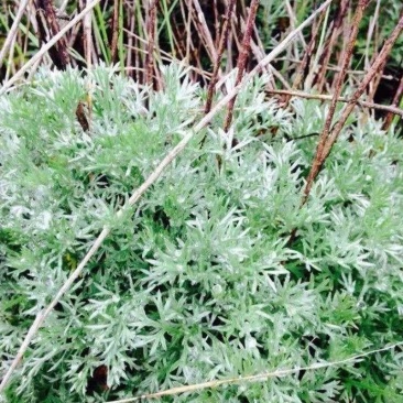 野生绵茵陈苗包活茵陈草种新鲜茵陈拍下现挖整颗白蒿中药材饽