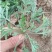 野生绵茵陈苗包活茵陈草种新鲜茵陈拍下现挖整颗白蒿中药材饽