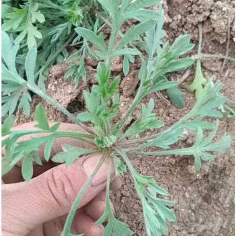 野生绵茵陈苗包活茵陈草种新鲜茵陈拍下现挖整颗白蒿中药材饽