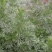 野生绵茵陈苗包活茵陈草种新鲜茵陈拍下现挖整颗白蒿中药材饽