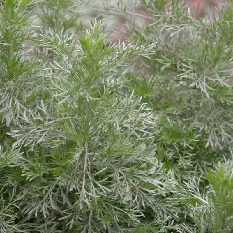 野生绵茵陈苗包活茵陈草种新鲜茵陈拍下现挖整颗白蒿中药材饽