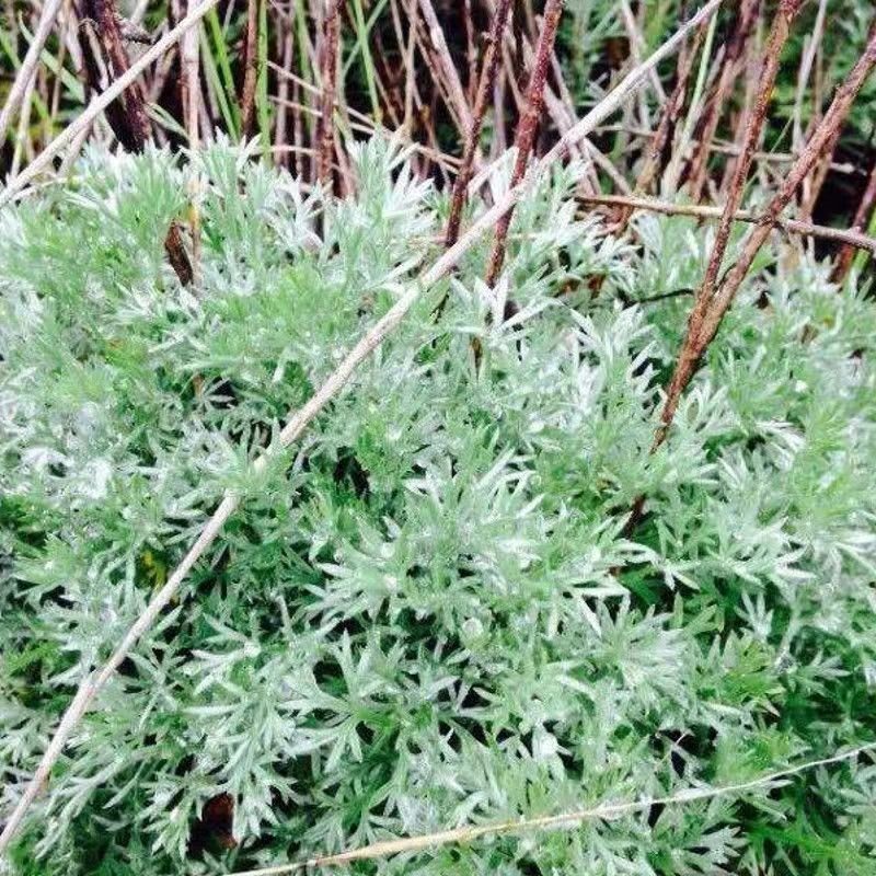 野生绵茵陈苗包活茵陈草种新鲜茵陈拍下现挖整颗白蒿中药材饽
