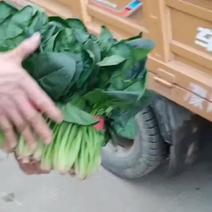 彭州市蔬菜产地直供菠菜