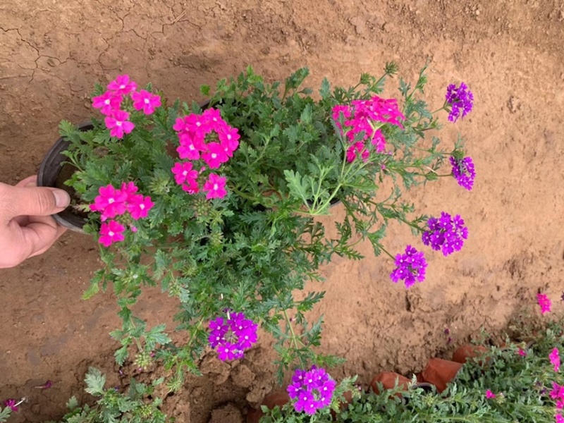 美女樱现货供应美女樱批发基地