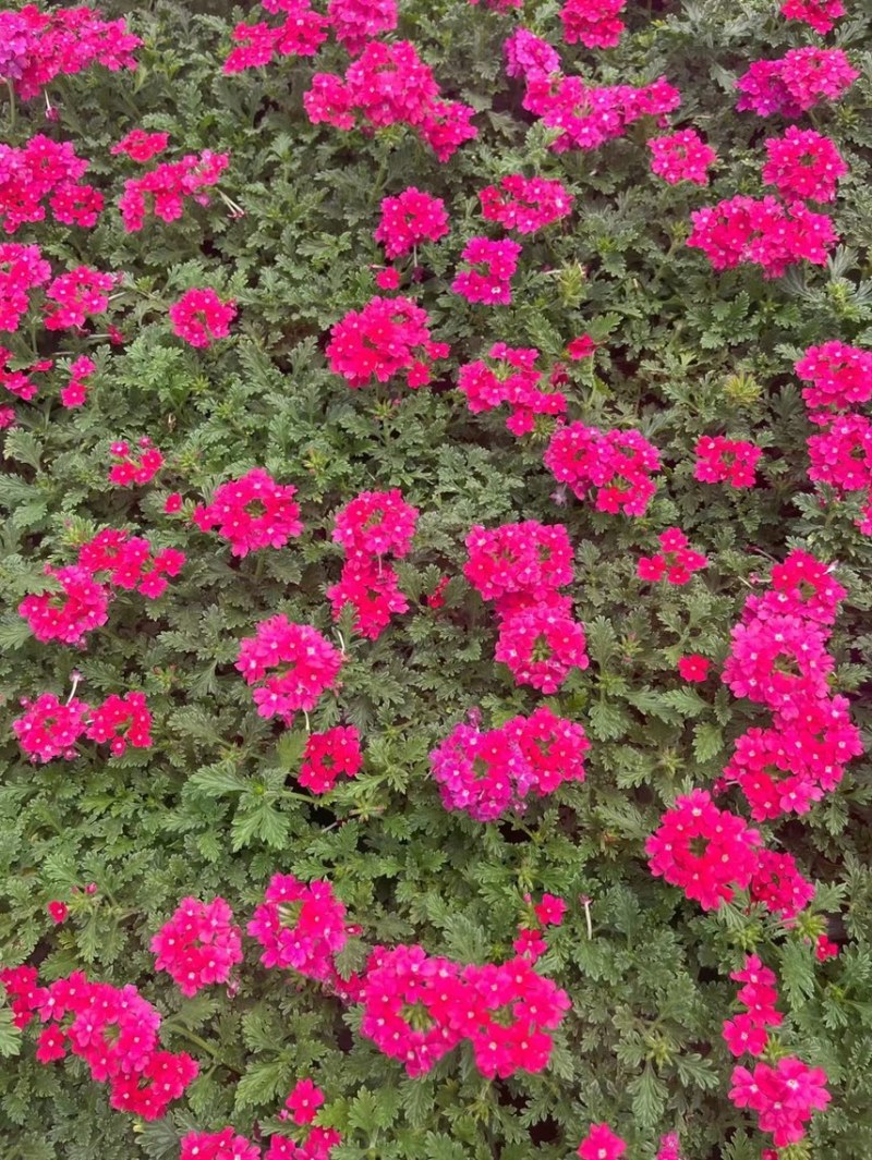美女樱现货供应美女樱批发基地