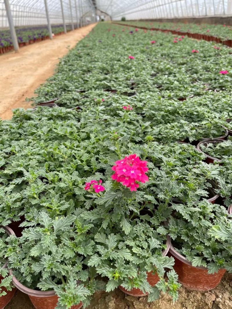 美女樱现货供应美女樱批发基地