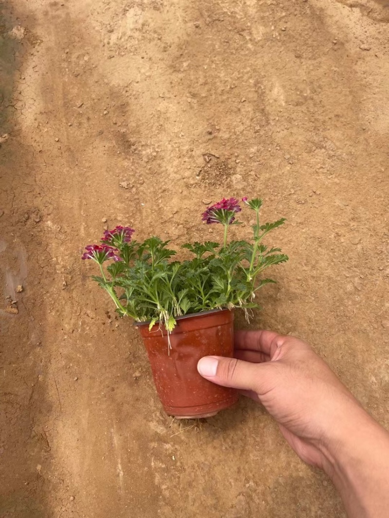 美女樱现货供应美女樱批发基地