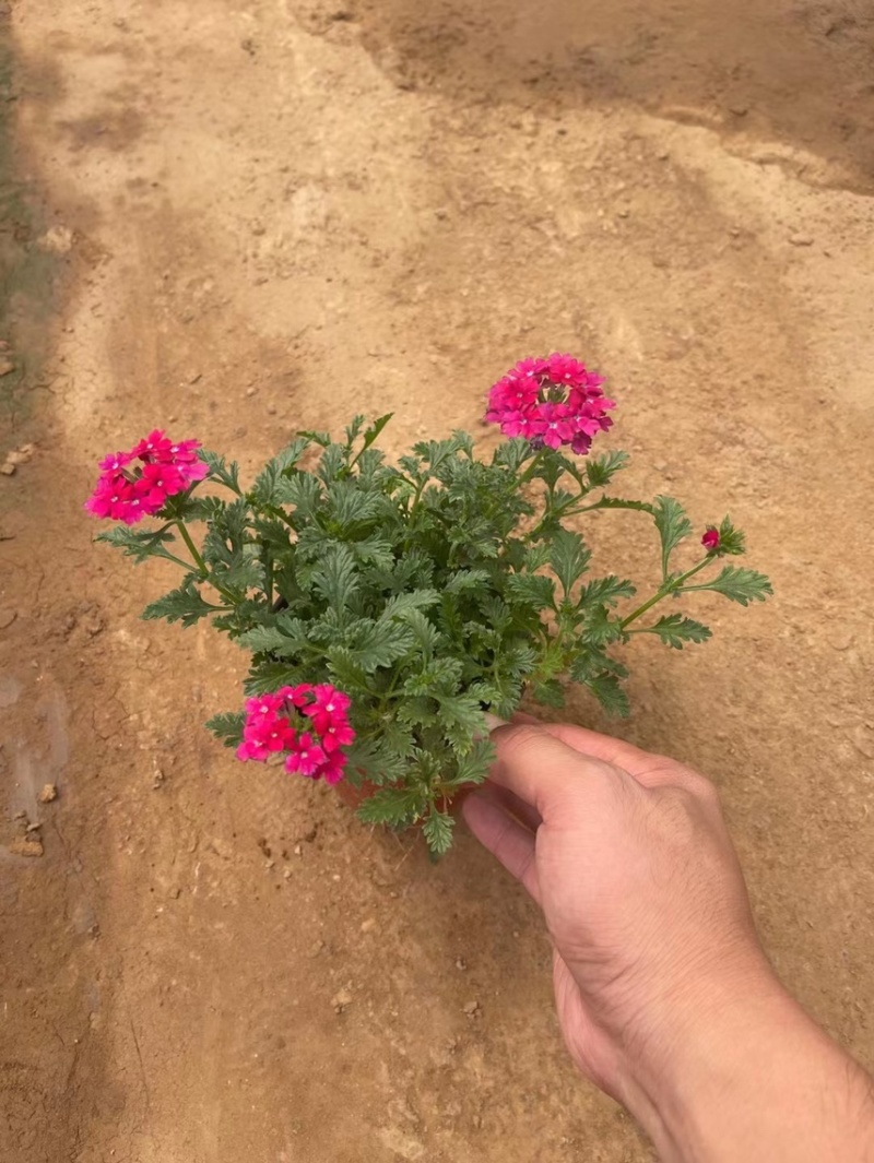 美女樱现货供应美女樱批发基地