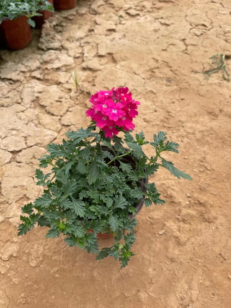 美女樱现货供应美女樱批发基地