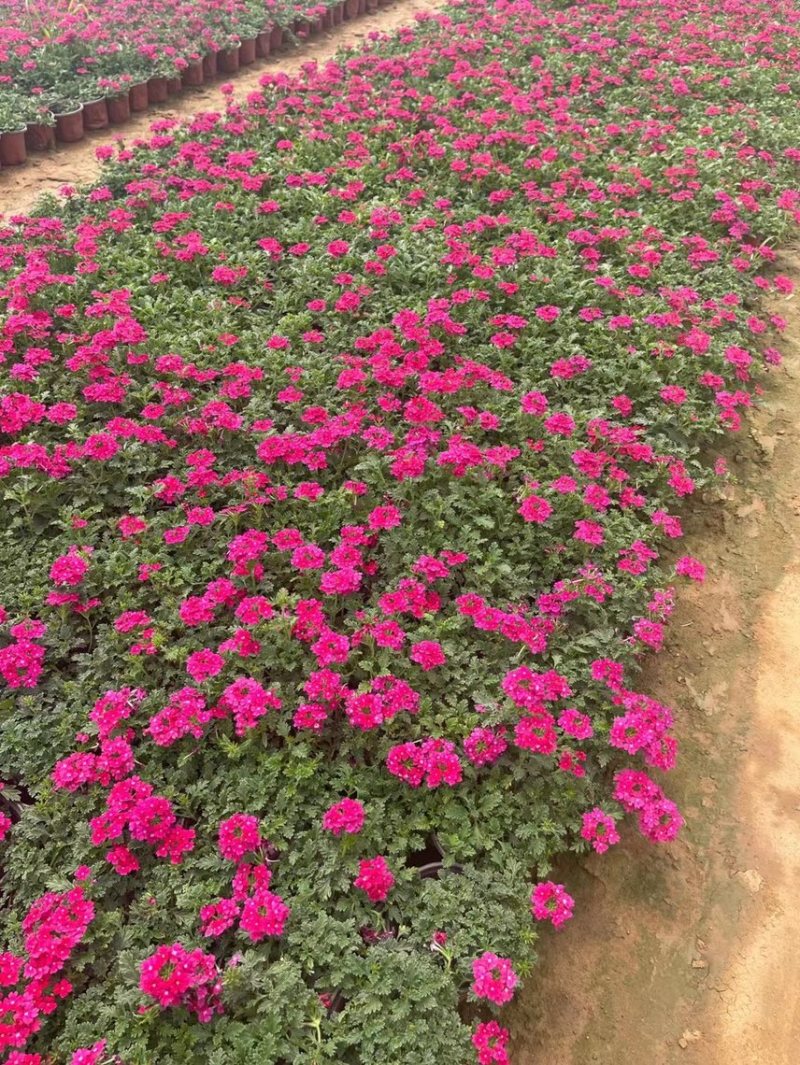 美女樱现货供应美女樱批发基地