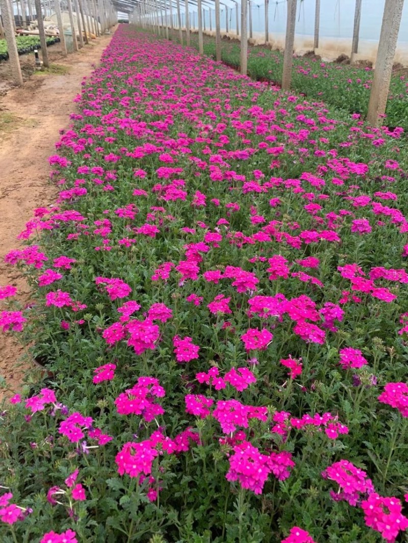 美女樱基地自产自销美女樱全国发货