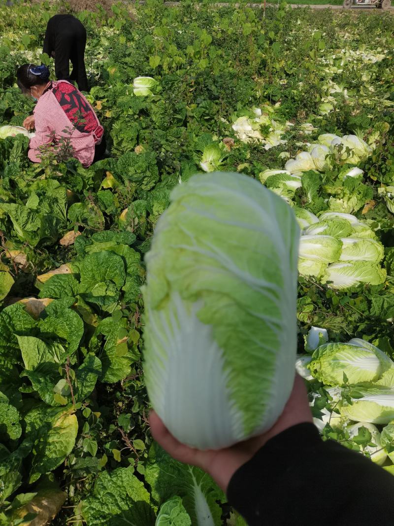 娃娃菜，净菜，毛菜，产地直供，各种包装，大娃，小娃，中娃