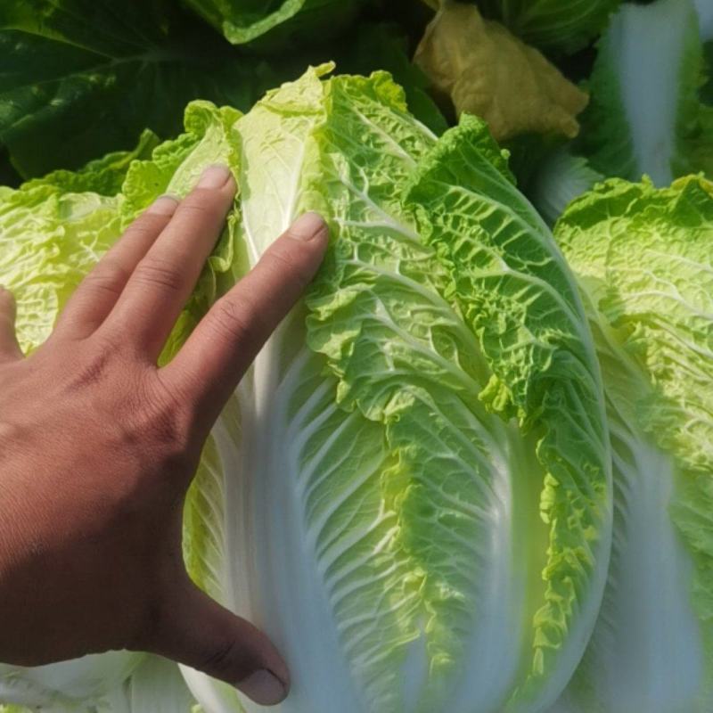 娃娃菜，净菜，毛菜，产地直供，各种包装，大娃，小娃，中娃