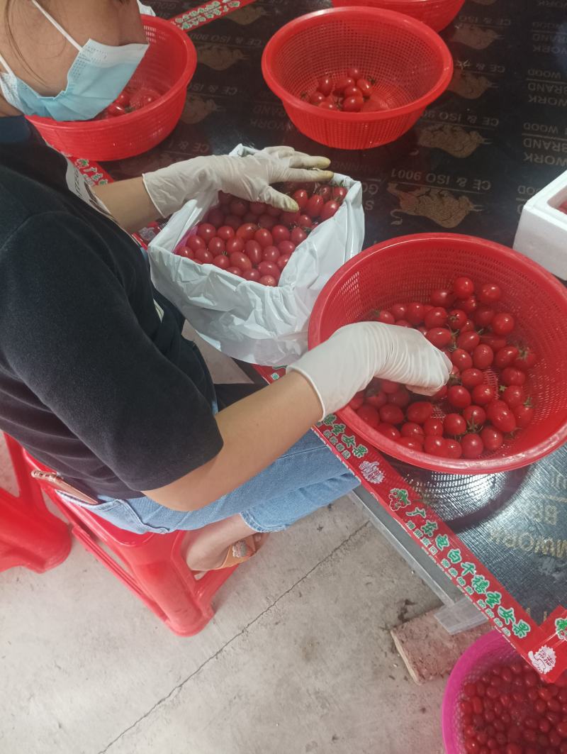 代办代发台湾千禧圣女果