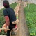 羽扇豆基地现货羽扇豆批发基地