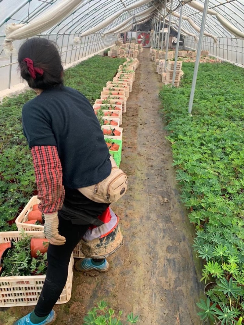 羽扇豆基地现货羽扇豆批发基地