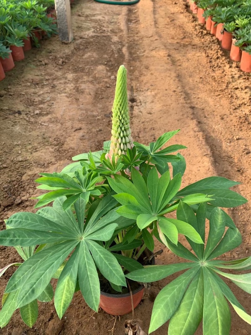 羽扇豆基地现货羽扇豆批发基地