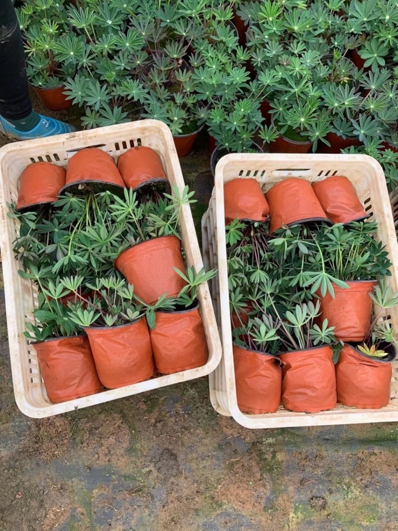 羽扇豆基地现货羽扇豆批发基地