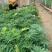 羽扇豆基地现货羽扇豆批发基地