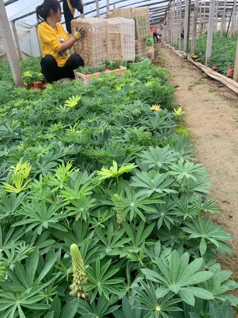 羽扇豆基地现货羽扇豆批发基地