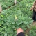 羽扇豆基地现货羽扇豆批发基地