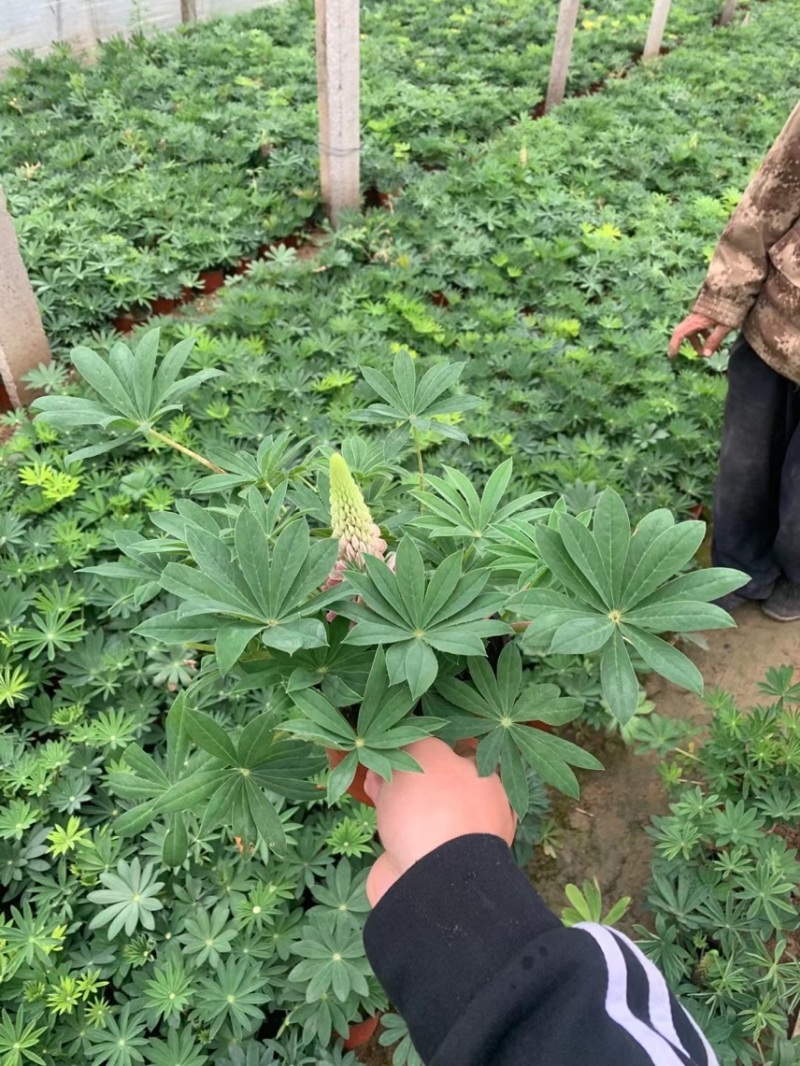 羽扇豆基地现货羽扇豆批发基地