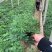 羽扇豆基地现货羽扇豆批发基地