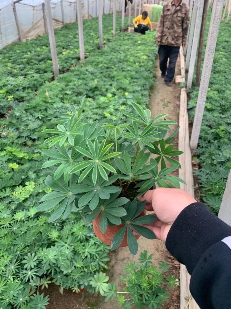 羽扇豆基地现货羽扇豆批发基地