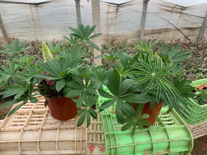 羽扇豆基地现货羽扇豆批发基地