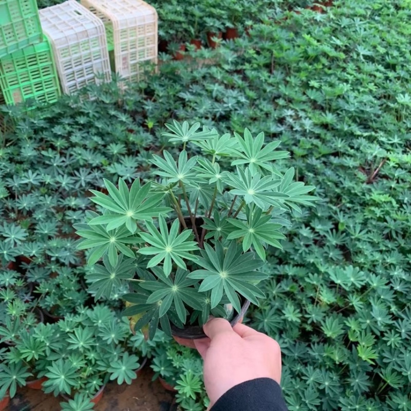 鲁冰花全国发货鲁冰花现货供应