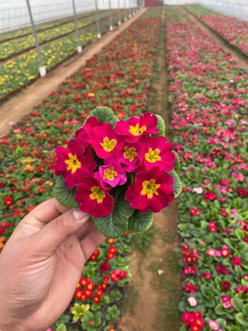 报春花基地自产自销报春花现货