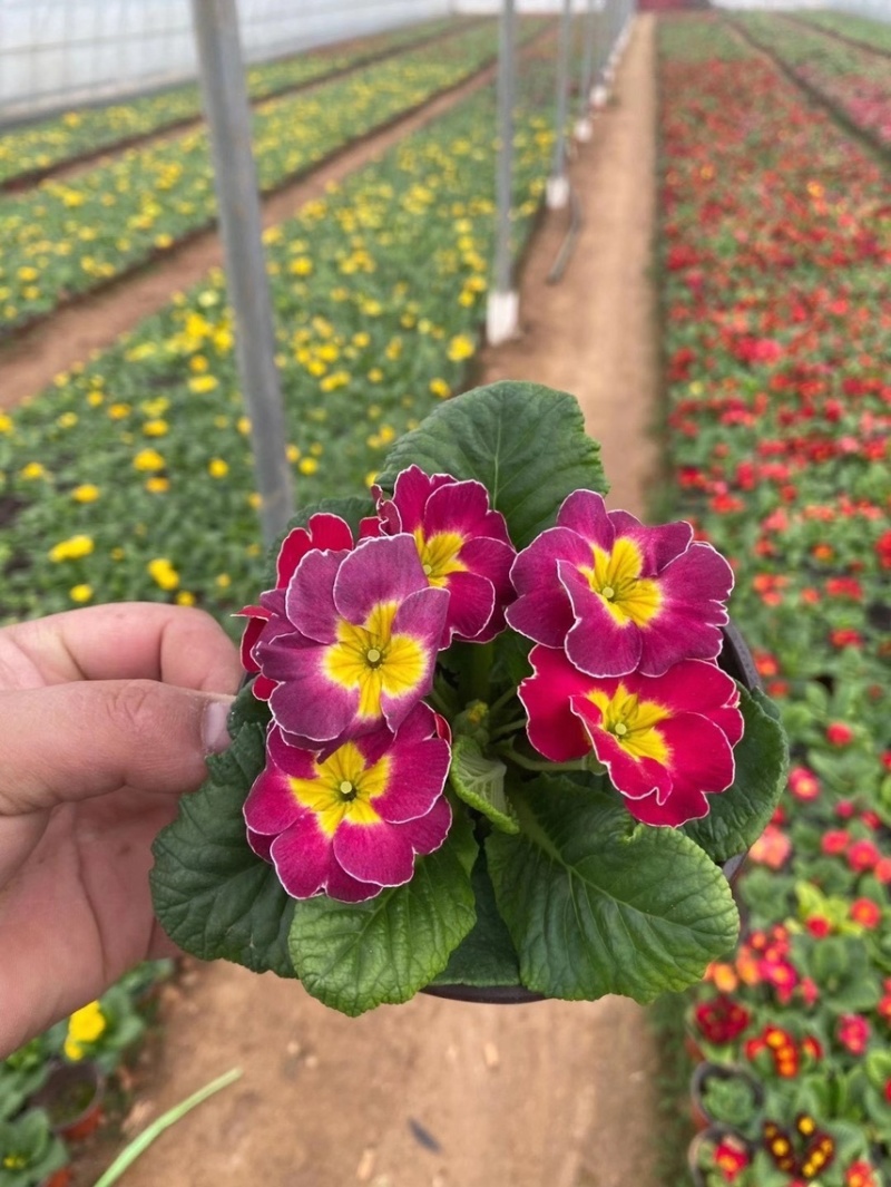 报春花基地自产自销报春花现货