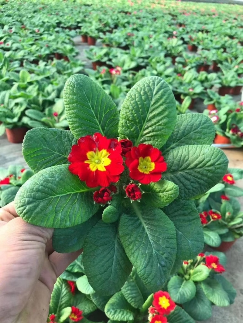 报春花现货供应报春花全国发货