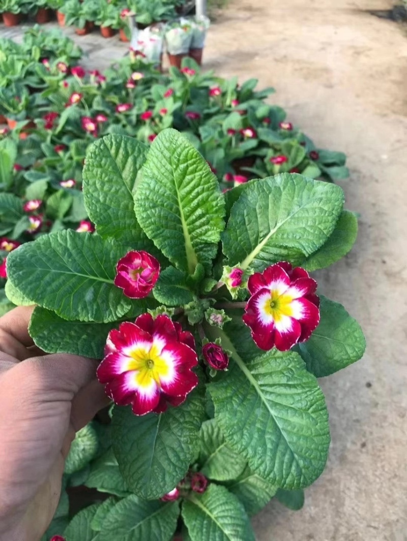 报春花现货供应报春花全国发货