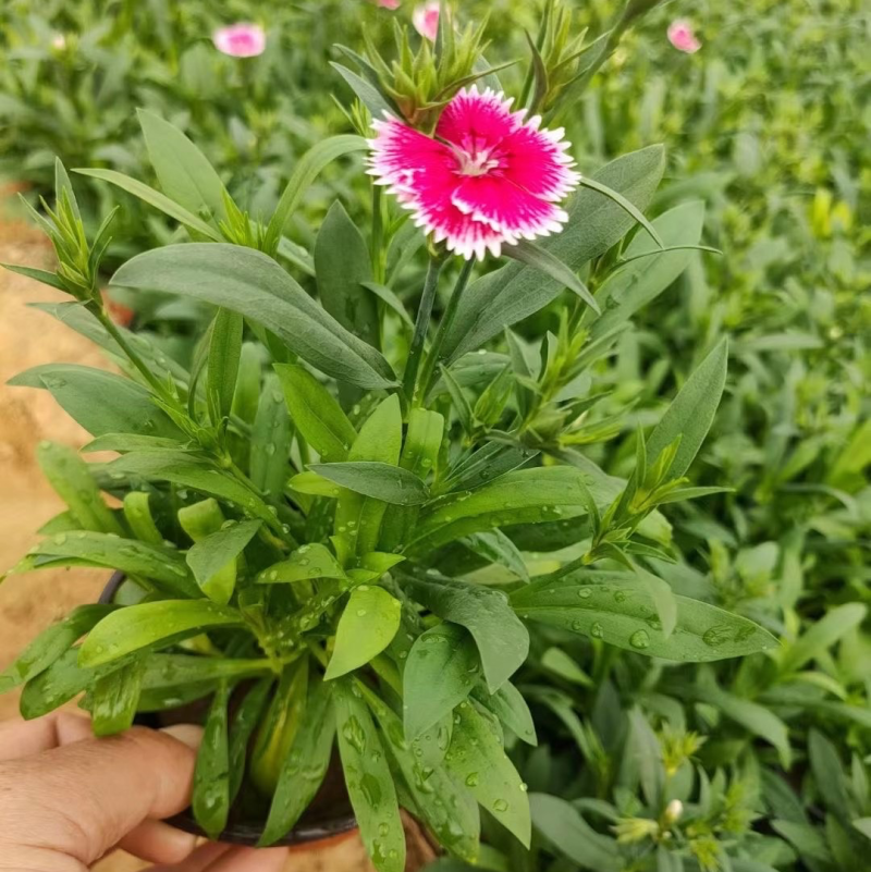 杂交石竹现货供应