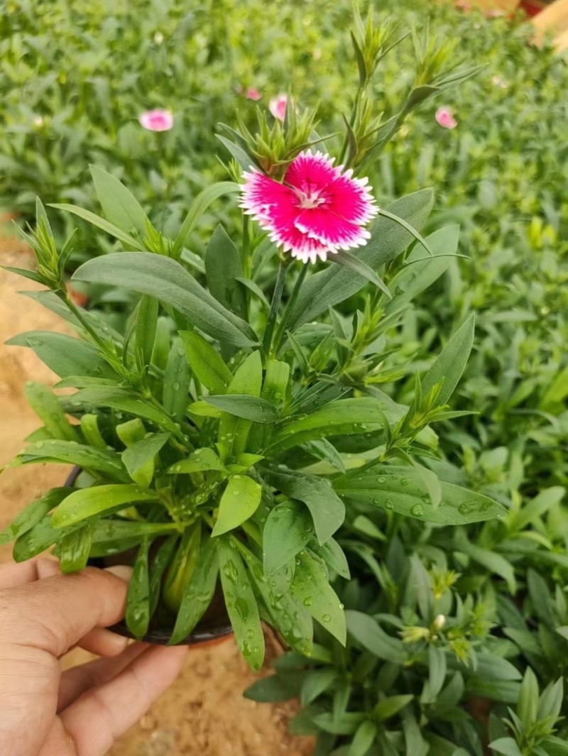 杂交石竹现货供应