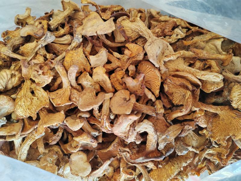 鸡油菌干菌子，云南野生菌，