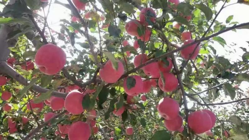 高原红富士苹果，大量库存，欢迎供货商联系采购
