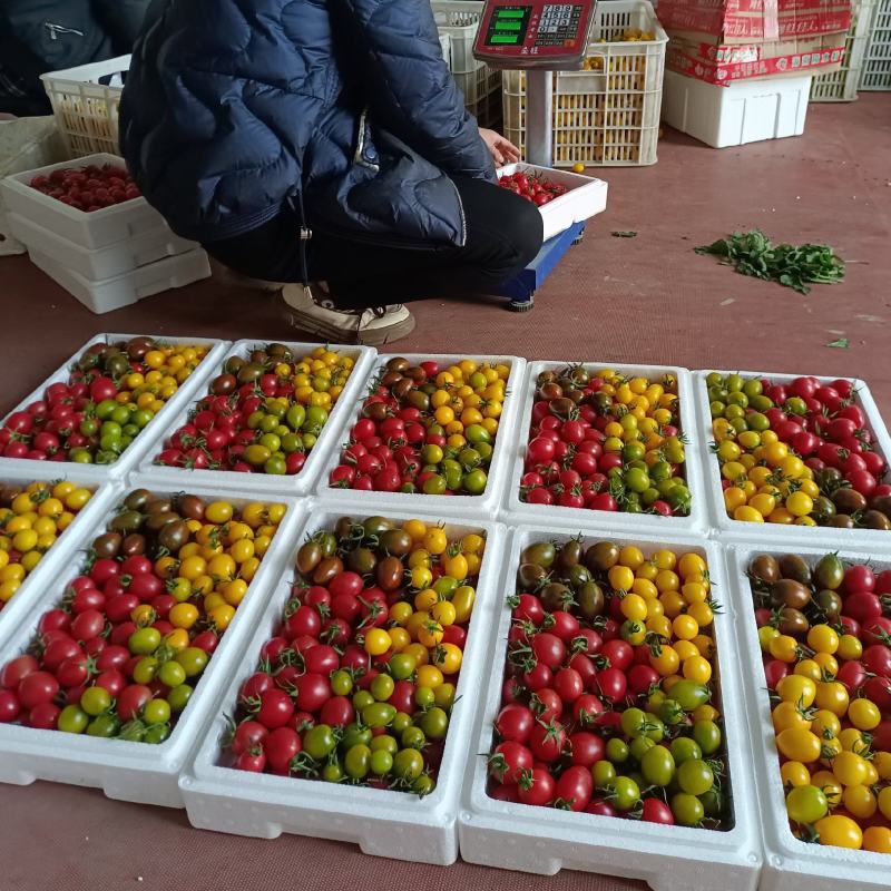 青甜小番茄糖珀琥青口蜜圣女果黄色绿色咖啡色糖度高产地量大