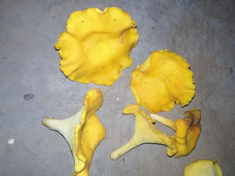 鸡油菌干菌子，云南野生菌，