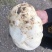 温岭市箬横镇500亩蔬菜基地盘菜发货中。