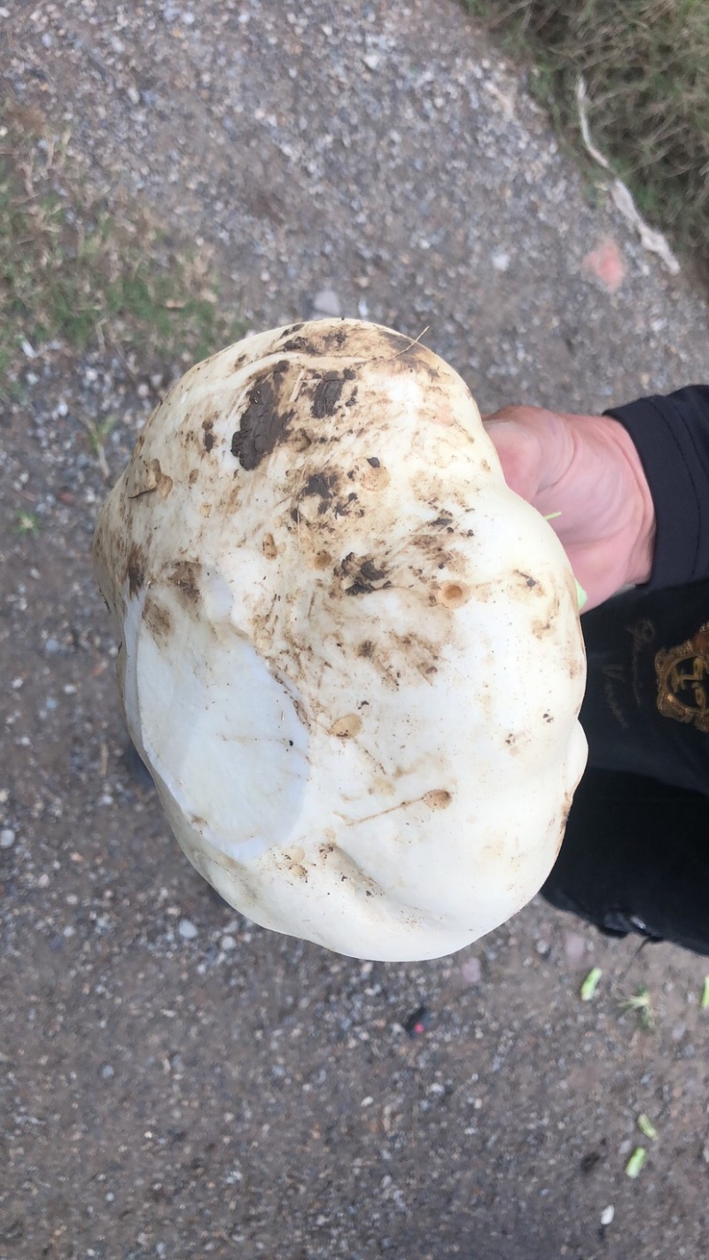 温岭市箬横镇500亩蔬菜基地盘菜发货中。