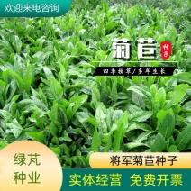 将军菊苣种子大叶菊苣草种籽多年生四季牧草猪牛羊鸡鸭鹅鱼草