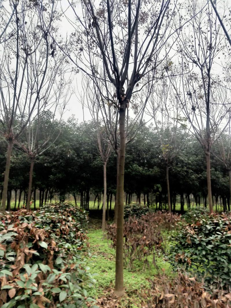 栾树