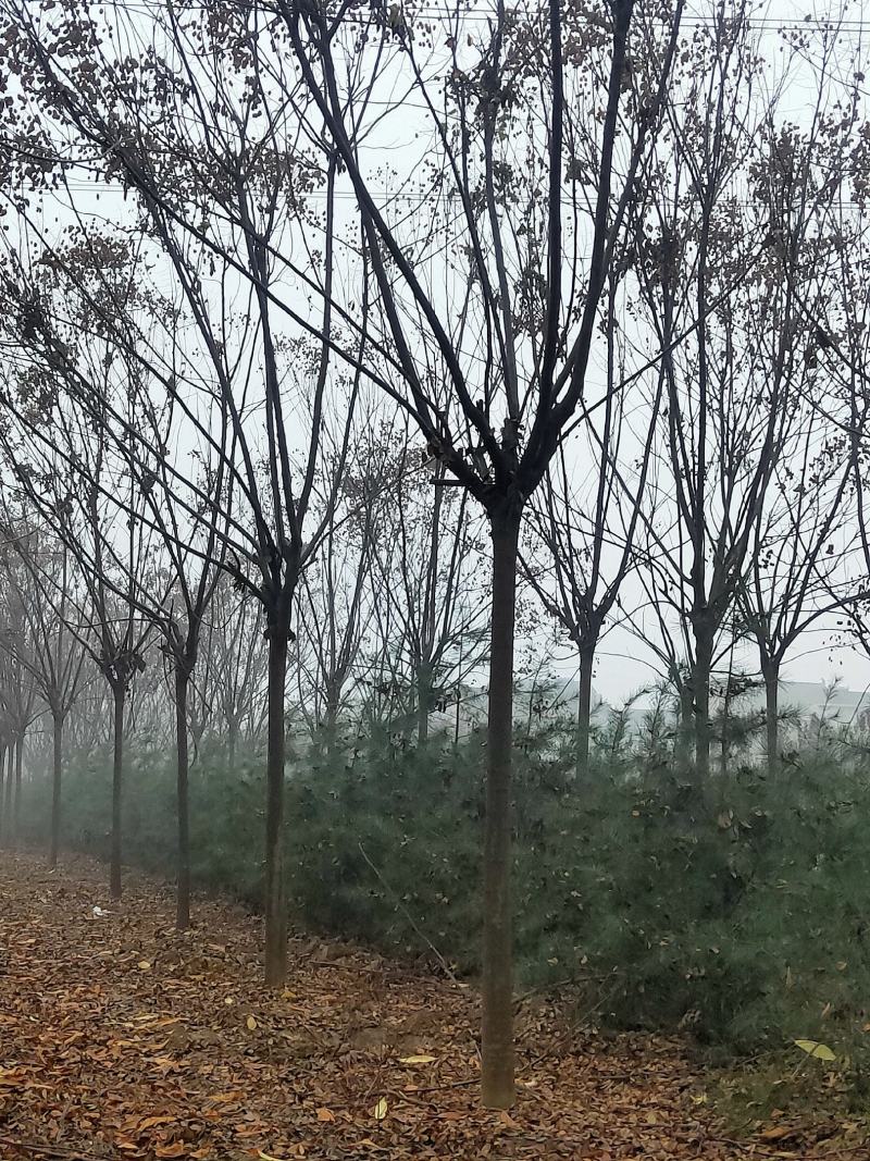 栾树