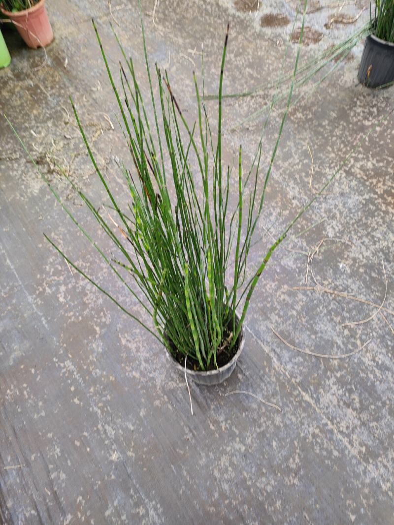 木贼