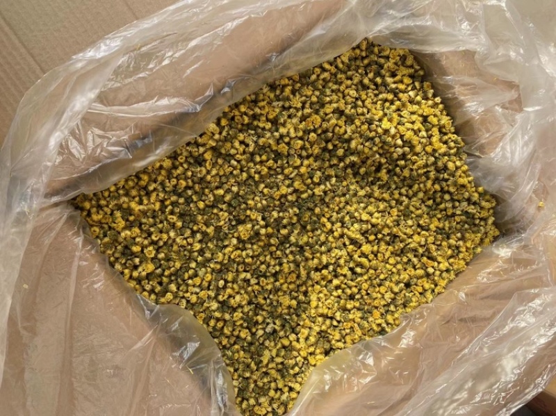 杭白菊胎菊无硫磺熏无农药；全程人工除草采摘全国发
