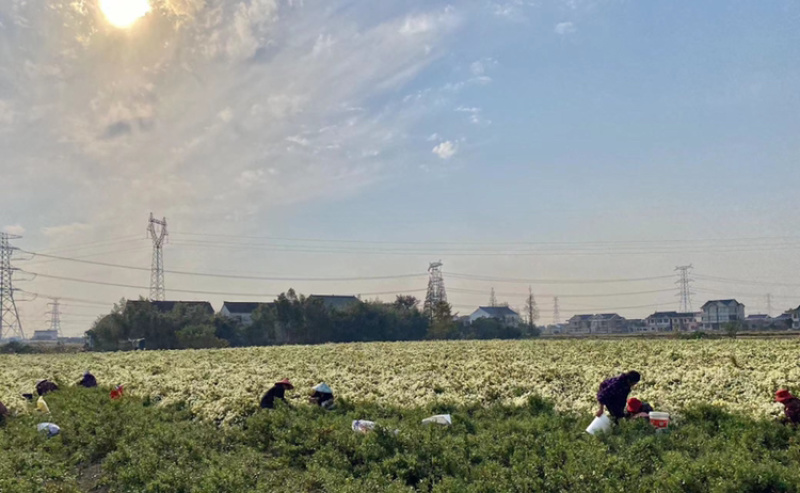 杭白菊胎菊无硫磺熏无农药；全程人工除草采摘全国发