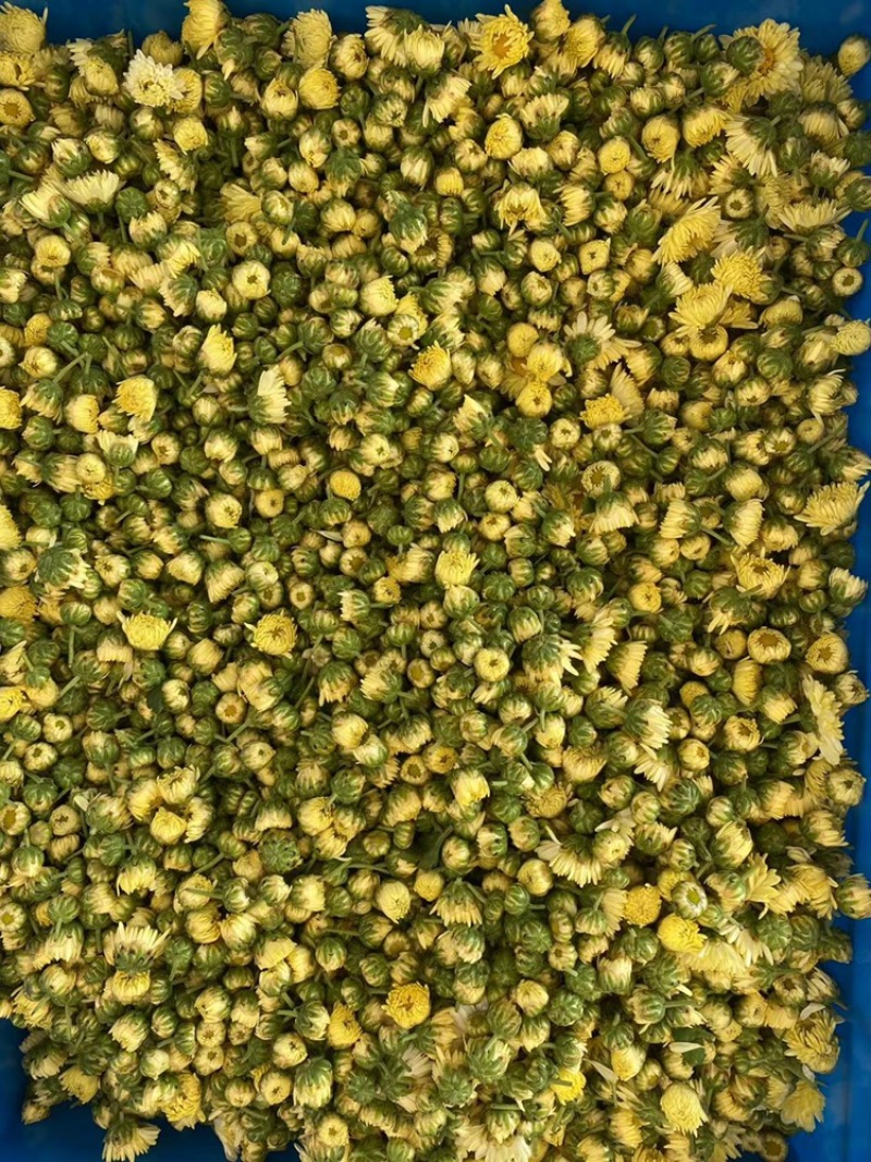 杭白菊胎菊无硫磺熏无农药；全程人工除草采摘全国发