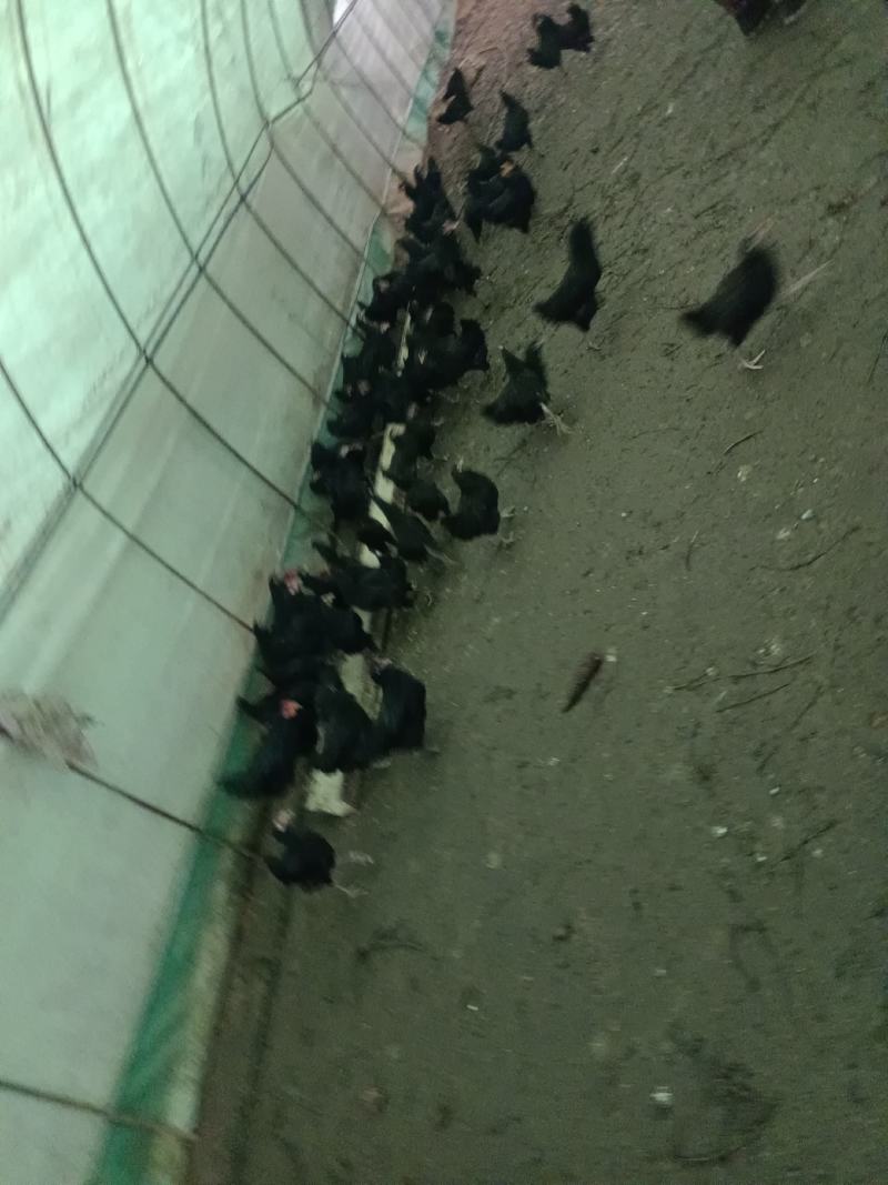 城口山地鸡，农户纯粮食喂养。